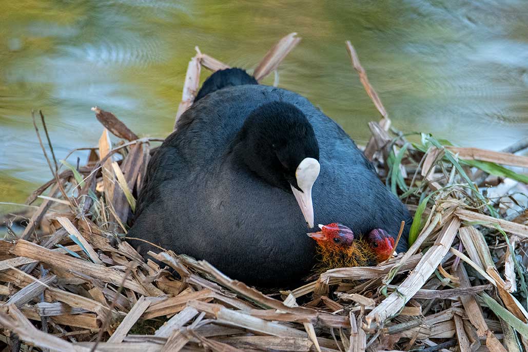 NESTVEILIGHEID